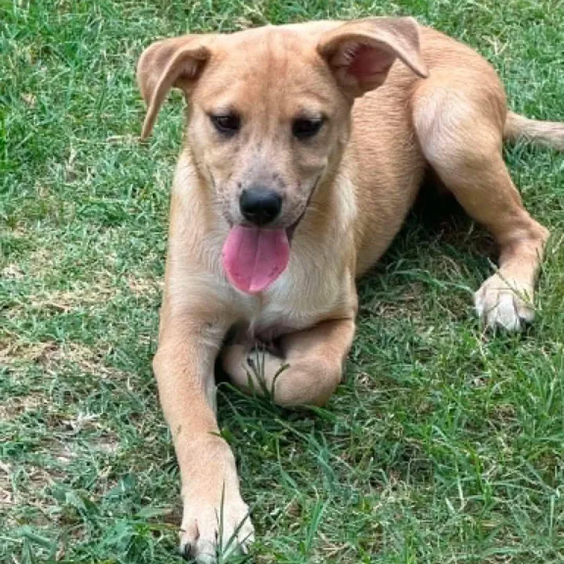 A baby medium-sized female Labrador Retriever dog named Puppy Daisy for adoption in Lewisville, IN