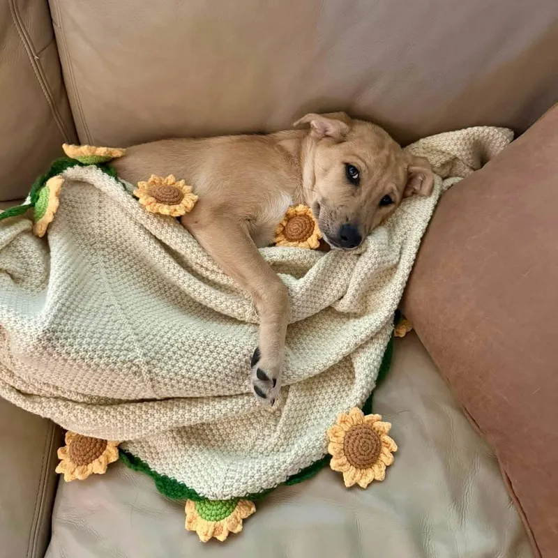 Puppy Daisy thumbnail 2