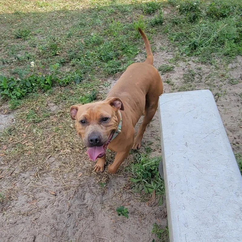 An adult medium-sized female Brown / Chocolate Mixed Breed dog named Lime for adoption in Lake Panasoffkee, FL