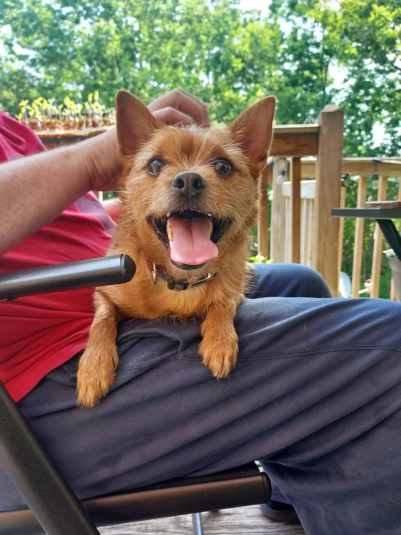 An adult small-sized male Red / Chestnut / Orange Chihuahua dog named Razzy for adoption in Richmond, KY