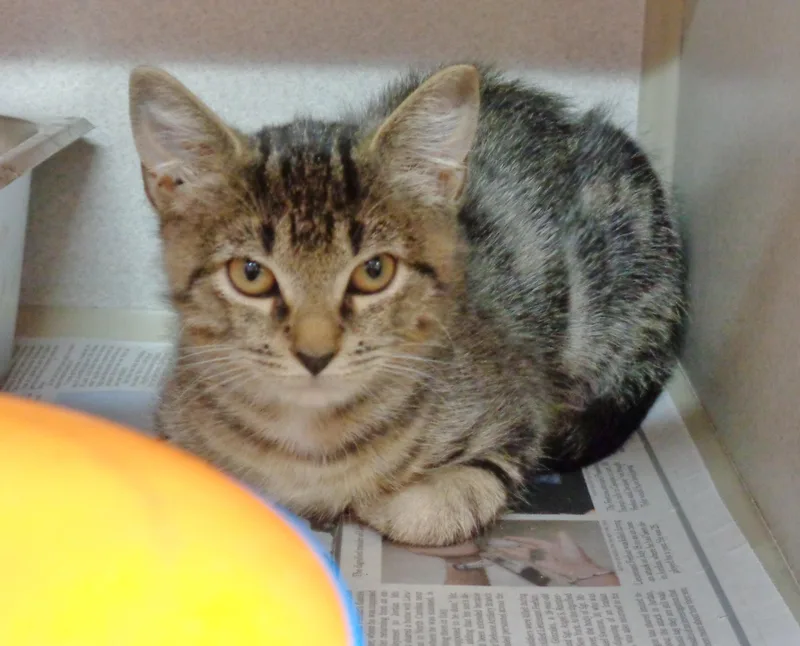 A baby small-sized female Buff / Tan / Fawn Tabby cat named Rj for adoption in Delhi, NY