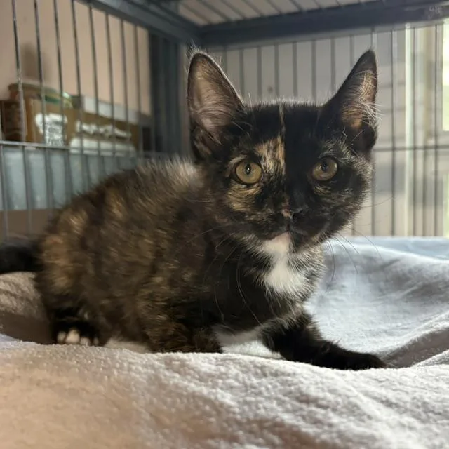 A young medium-sized female Tortoiseshell cat named Ava for adoption in Porter, TX