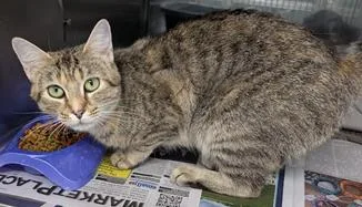 An adult medium-sized female Domestic Short Hair cat named Myrtle for adoption in Herndon, VA