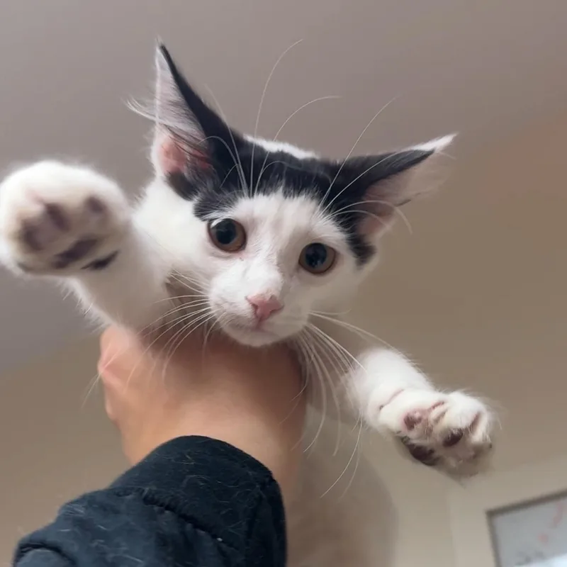 Jiji And Tombo thumbnail 2