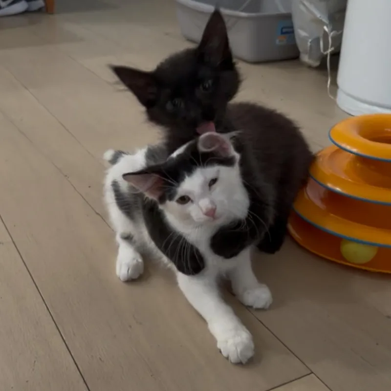 Jiji And Tombo thumbnail 3