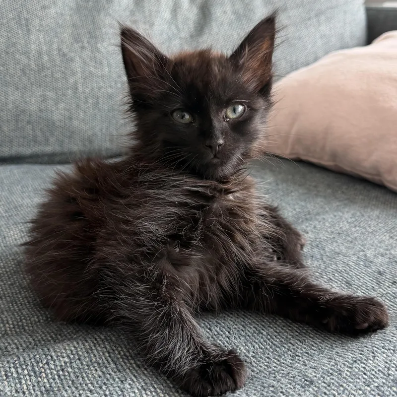 Jiji And Tombo thumbnail 5