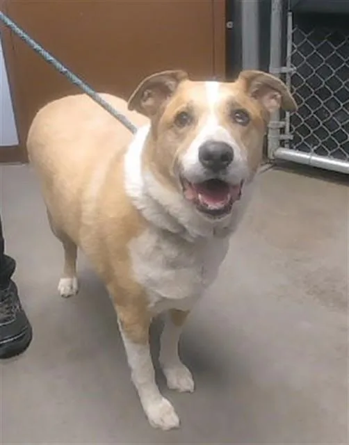An adult large-sized male Labrador Retriever dog named Gregory for adoption in Phoenix, AZ