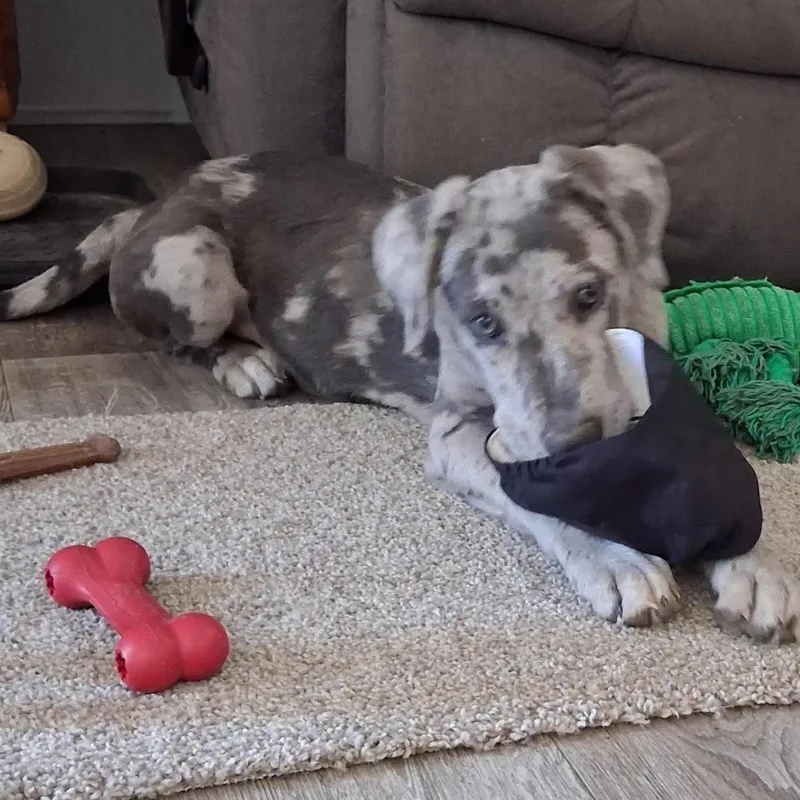 A baby medium-sized female Catahoula Leopard Dog dog named Miracle for adoption in Caldwell, TX