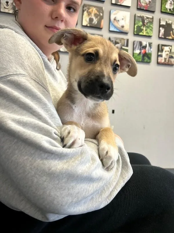 A baby medium-sized male Brown / Chocolate Pit Bull Terrier dog named Mater for adoption in Van Nuys, CA