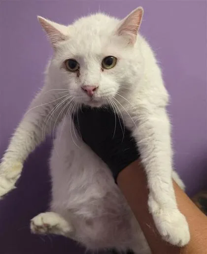 An adult small-sized female White Domestic Short Hair cat named Magdalena for adoption in El Paso, TX