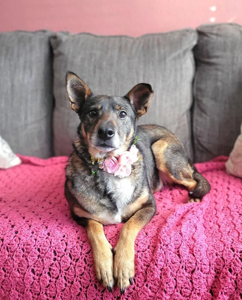 An adult medium-sized female Australian Kelpie dog named Skeeter for adoption in Anza, CA