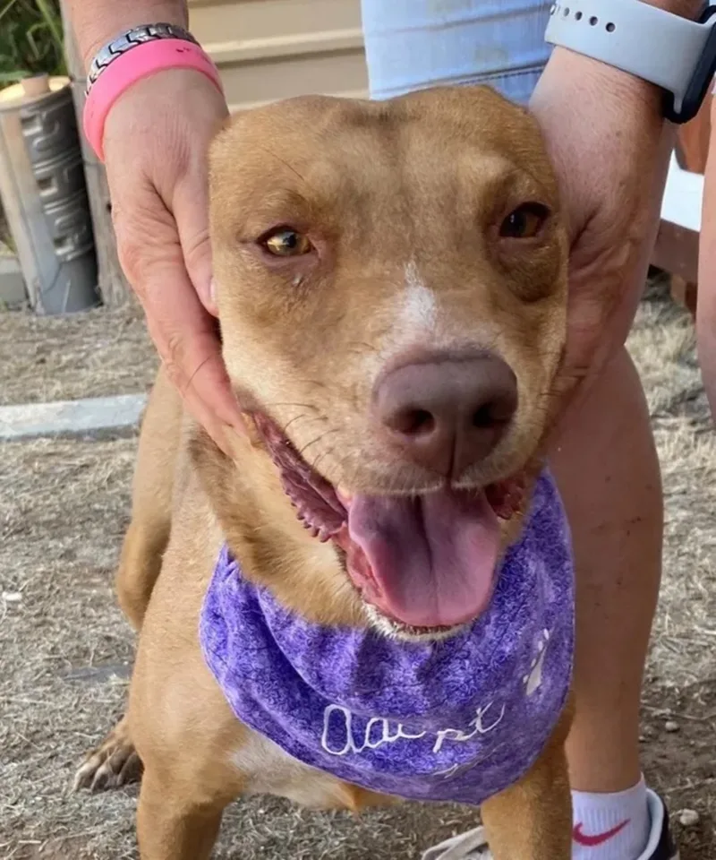A senior medium-sized female Cattle Dog dog named Julia for adoption in Canyon, TX