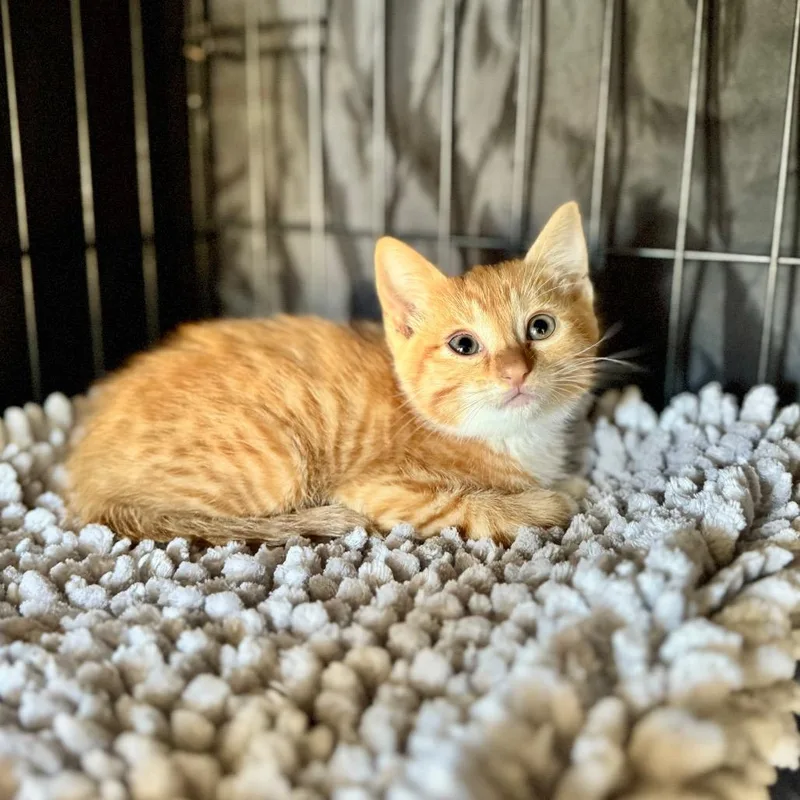 A baby small-sized male Orange / Red Domestic Short Hair cat named Billy for adoption in Fredericksburg, TX