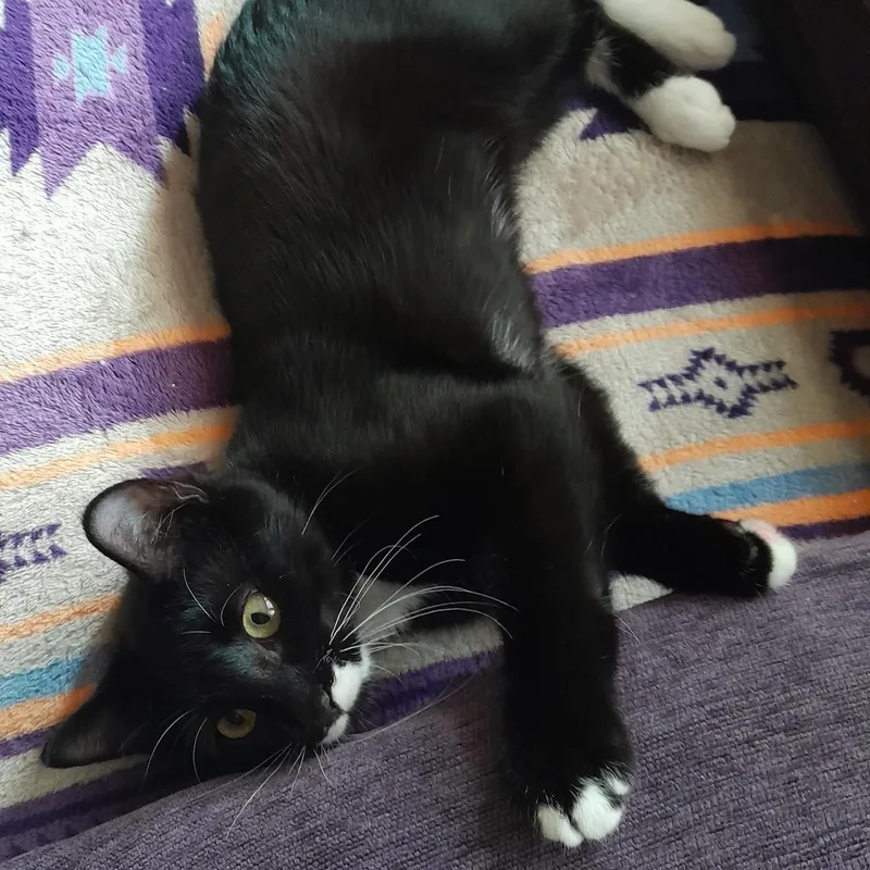 A young medium-sized male Black & White / Tuxedo Domestic Short Hair cat named Luigi for adoption in Silverton, OR