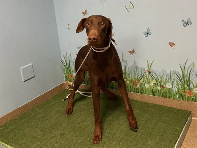 A young large-sized male Doberman Pinscher dog named Vinnie for adoption in Agoura, CA