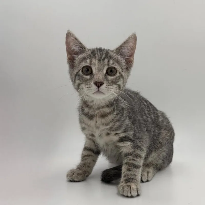 A baby medium-sized female Domestic Short Hair cat named Doritos for adoption in State College, PA