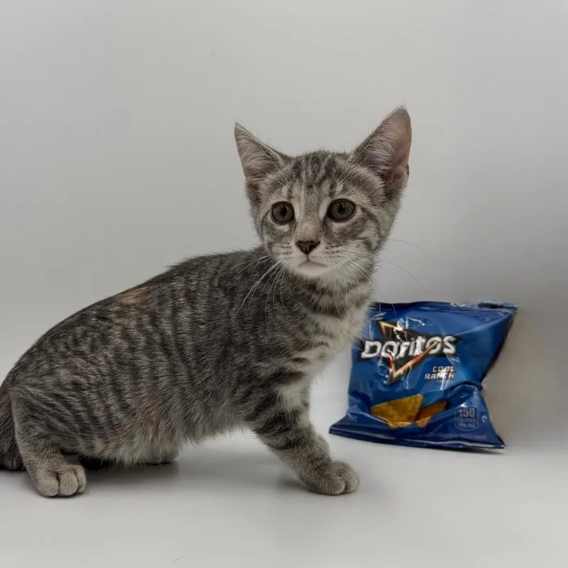 Doritos thumbnail 3