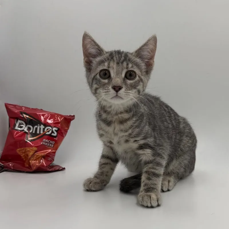 Doritos thumbnail 4