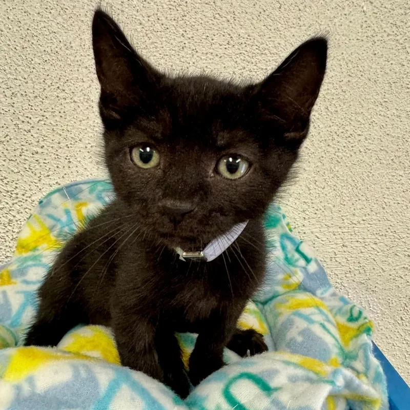 A baby small-sized male Black Domestic Short Hair cat named Nemo for adoption in Long Beach, CA