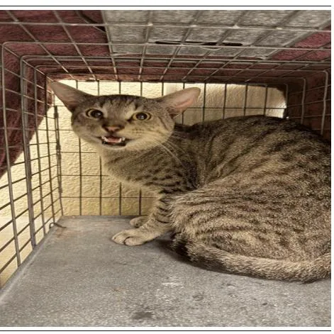 An adult medium-sized male Brown / Chocolate Domestic Short Hair cat named Sawyer for adoption in Tampa, FL