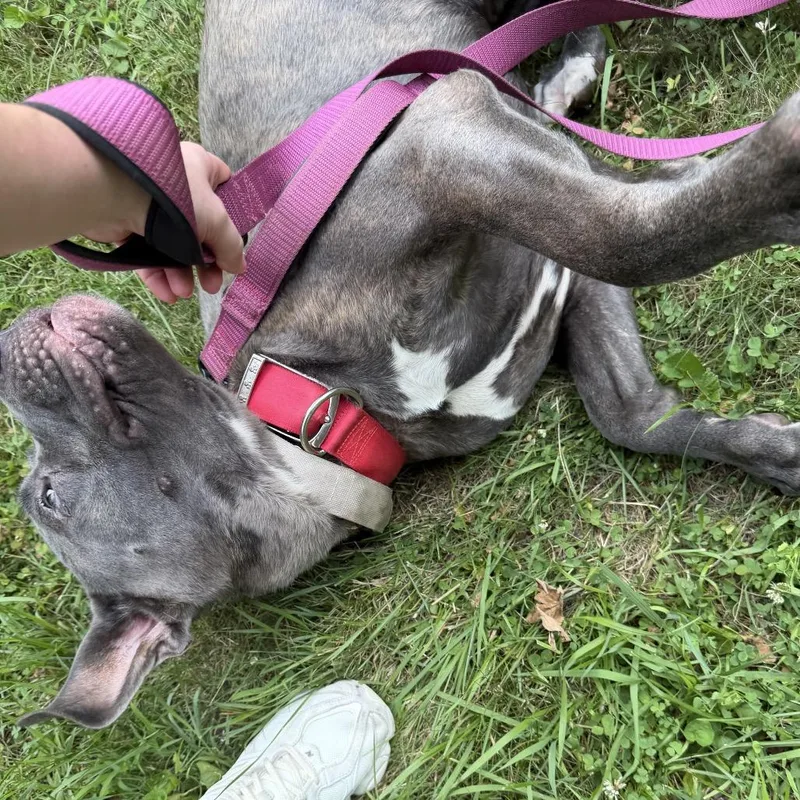 A young small-sized female Gray / Blue / Silver Cane Corso dog named Storm for adoption in manchester, PA