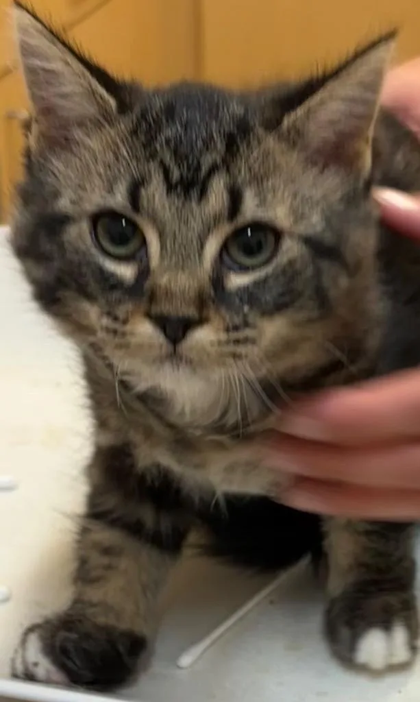 A baby small-sized female Domestic Medium Hair cat named Aspen for adoption in Elizabethton, TN