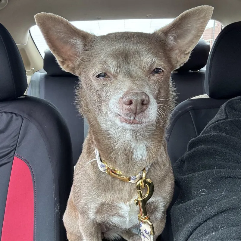 A senior small-sized female Brown / Chocolate Chihuahua dog named Hyacinth for adoption in Columbia, MO