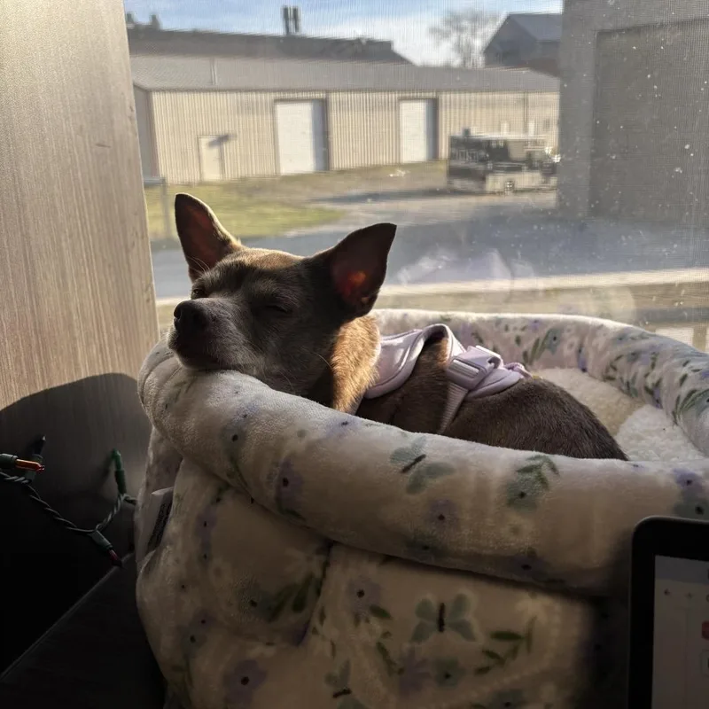 Hyacinth thumbnail 2