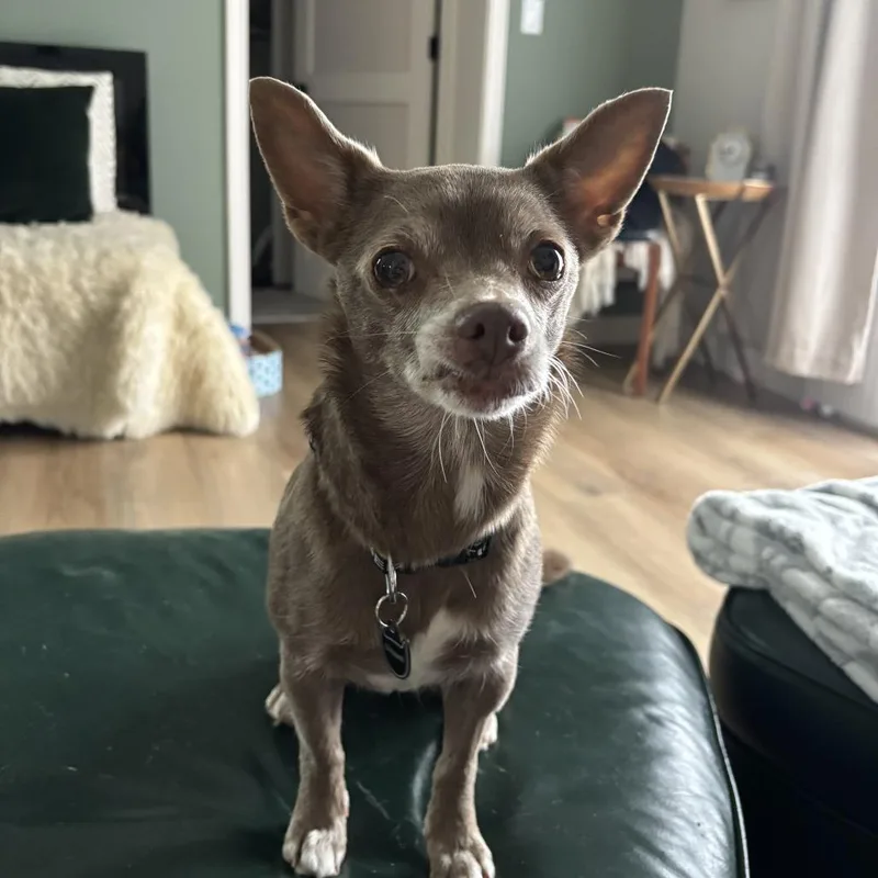 Hyacinth thumbnail 3