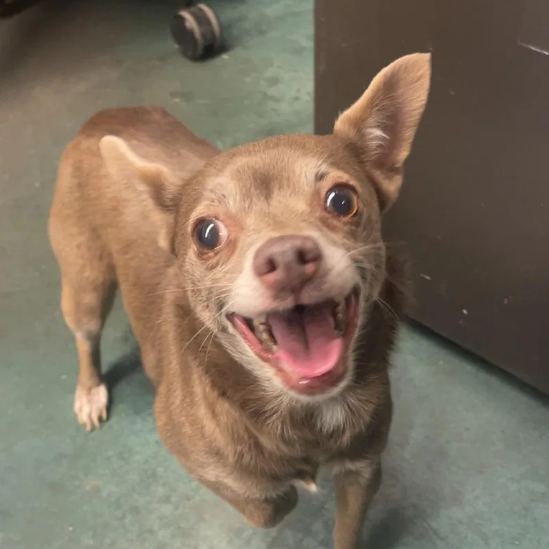 Hyacinth thumbnail 4