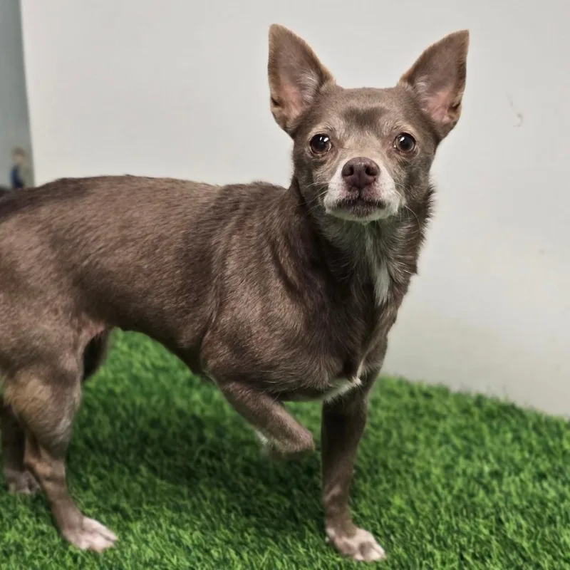 Hyacinth thumbnail 5