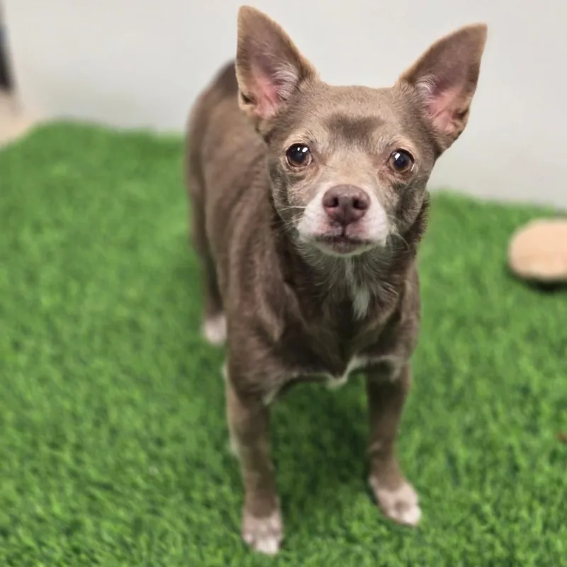 Hyacinth thumbnail 6