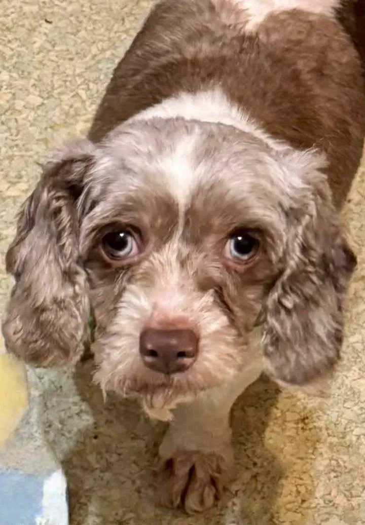 An adult small-sized female Cockapoo dog named Laura for adoption in Buffalo, NY