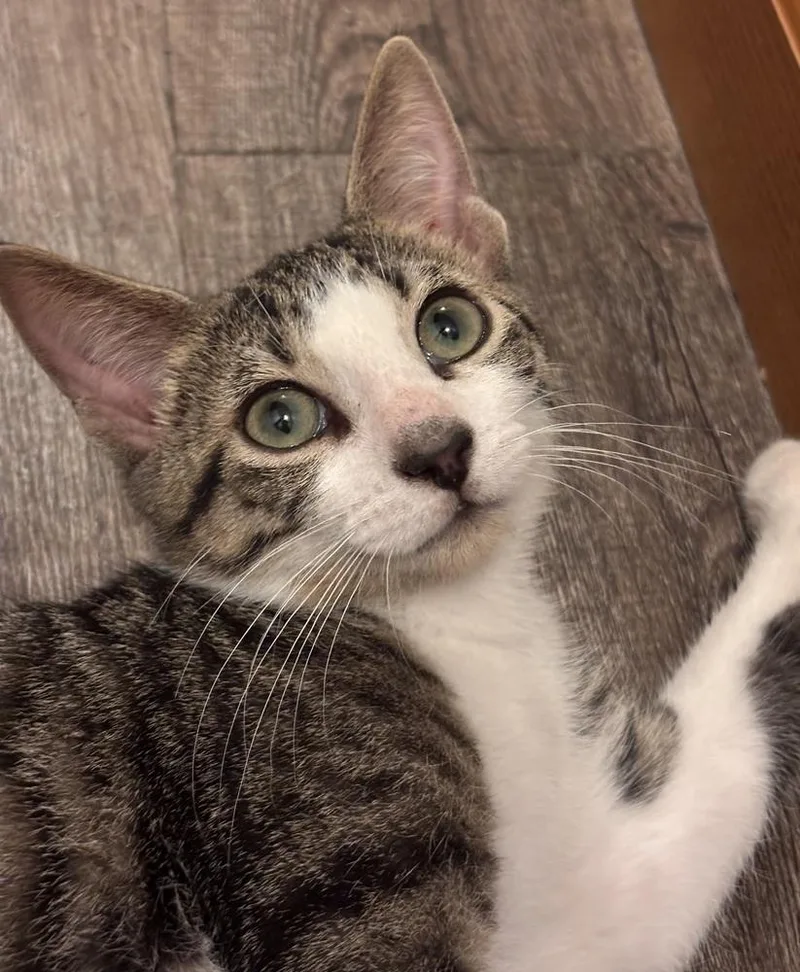 A baby small-sized male Tabby (Brown / Chocolate) Domestic Short Hair cat named Boy George for adoption in Plymouth, MI