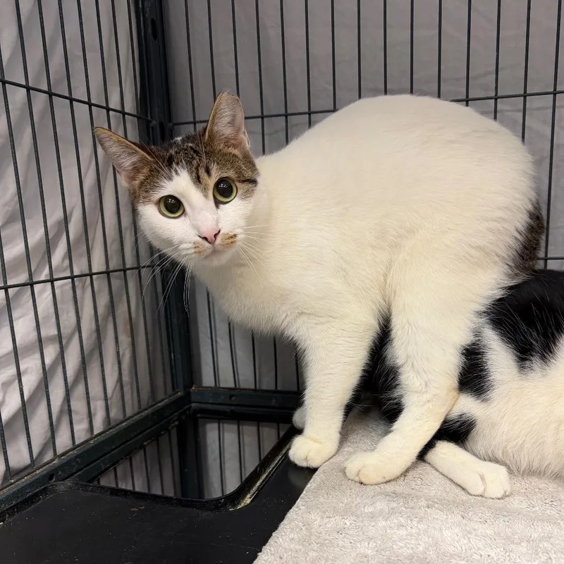 A young medium-sized female White Domestic Short Hair cat named Dingo for adoption in Port Charlotte, FL
