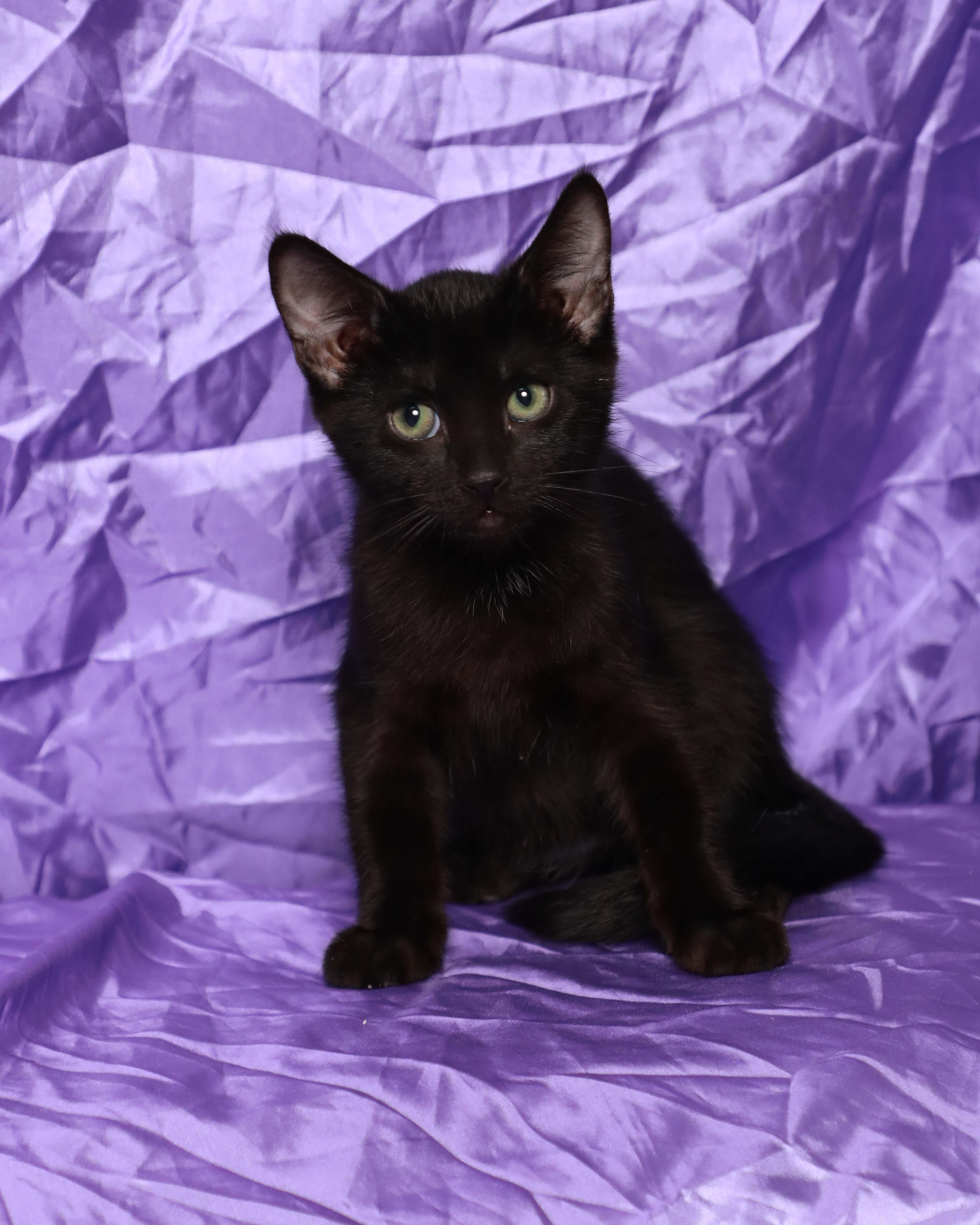 A baby medium-sized male Black Domestic Short Hair cat named Salem for adoption in Rock Falls, IL
