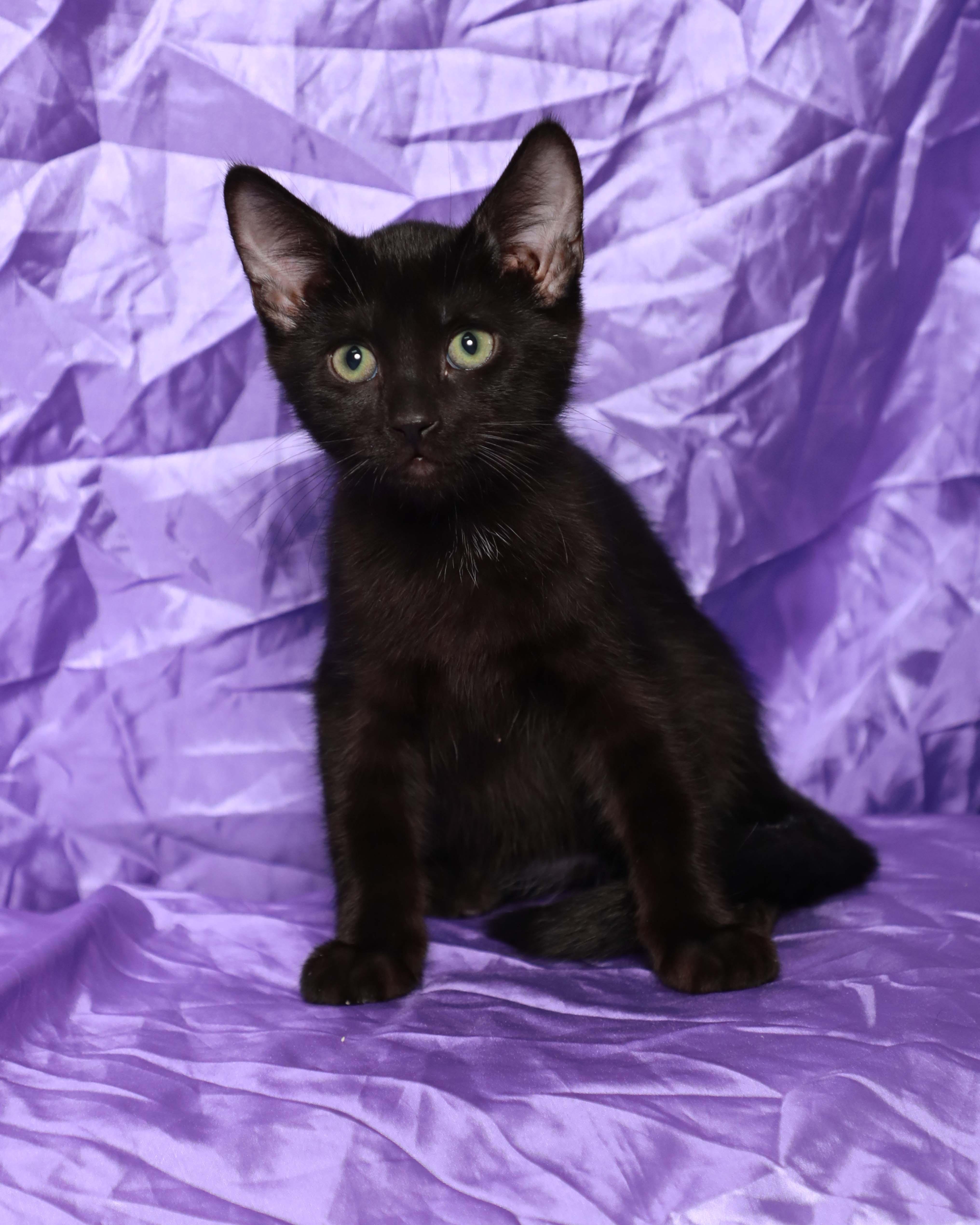 Salem thumbnail 2