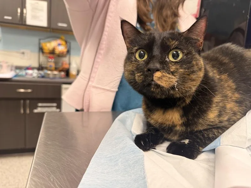 An adult medium-sized female Tortoiseshell Domestic Short Hair cat named Ruby Tuesday for adoption in Fort Walton Beach, FL