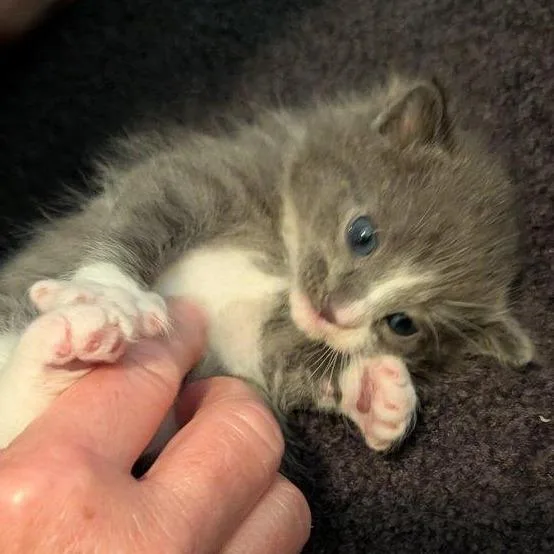 A baby small-sized male Gray / Blue / Silver Domestic Short Hair cat named Ash for adoption in Tampa, FL