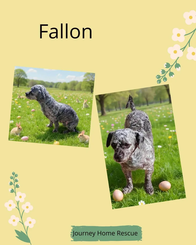 Fallon