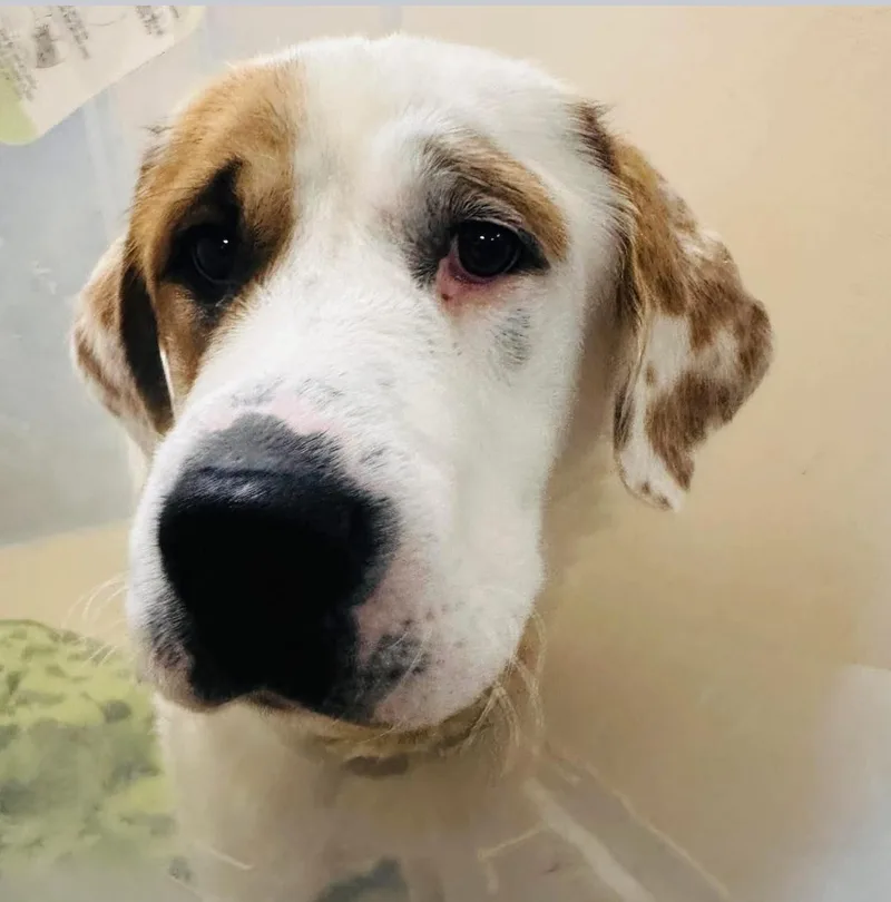 An adult large-sized male Great Dane dog named Jake Baby for adoption in Midway, UT
