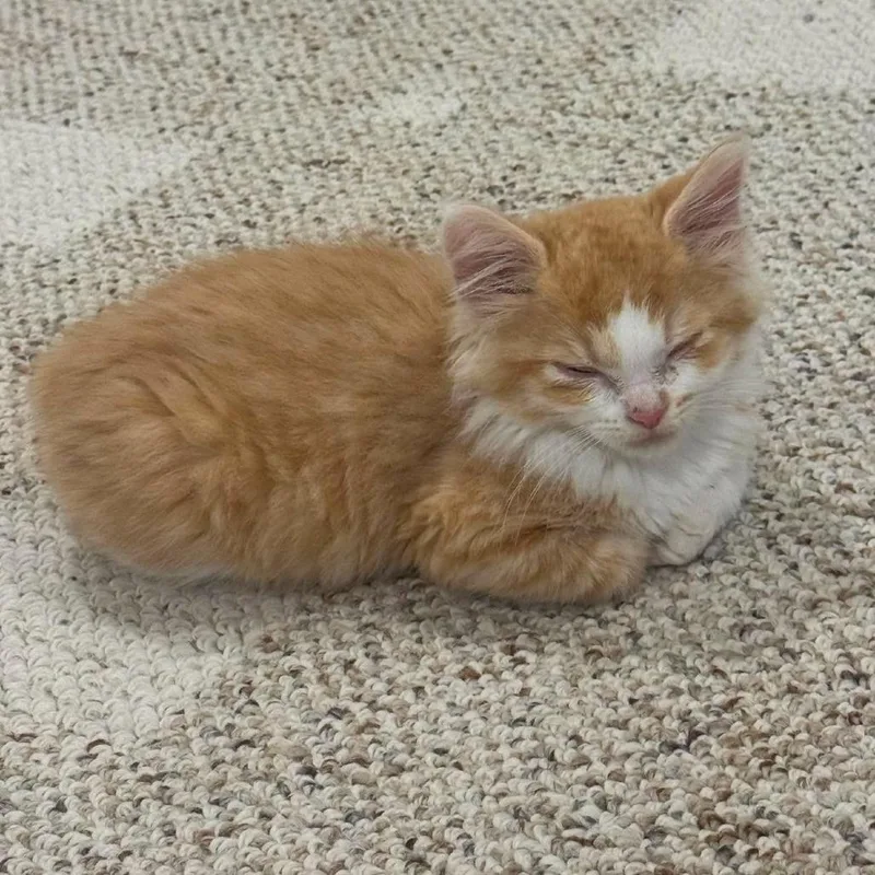 A baby small-sized female Orange / Red Domestic Medium Hair cat named Fanta for adoption in Jarrettsville, MD