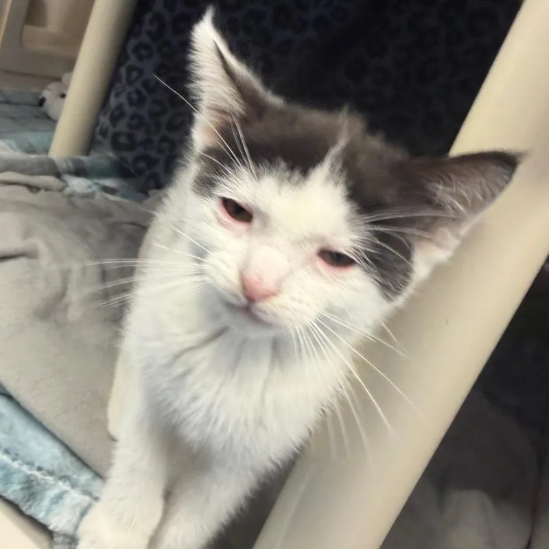 A baby small-sized female White Domestic Short Hair cat named Bippity Boppity for adoption in Watertown, NY