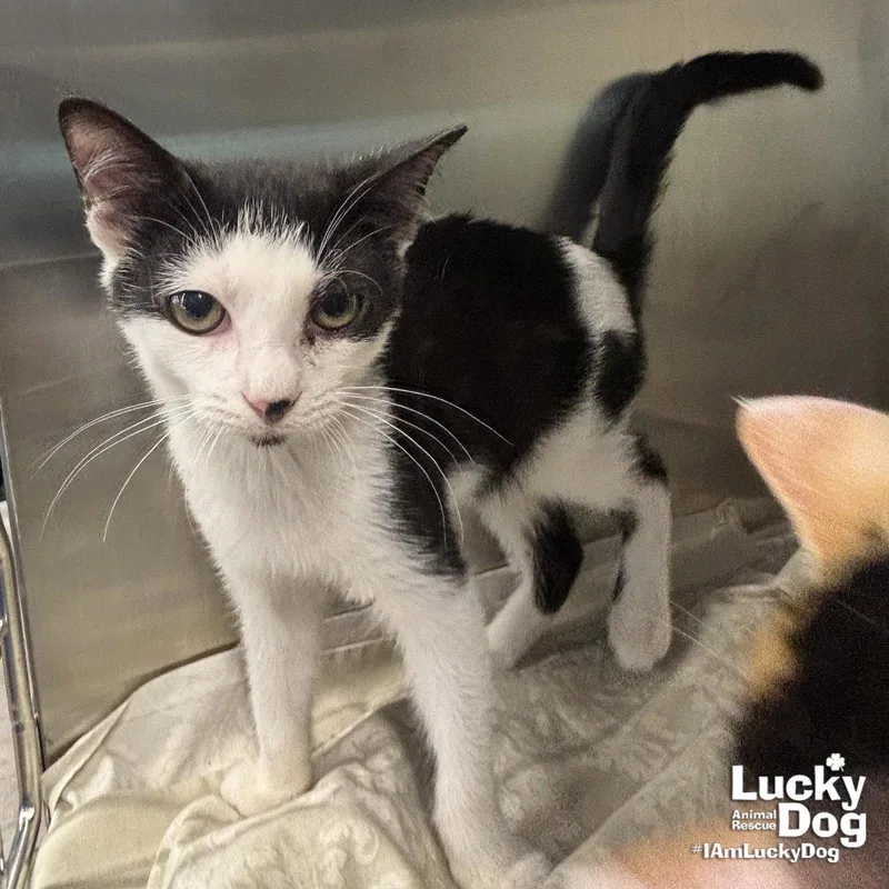 A baby medium-sized male Black & White / Tuxedo Domestic Short Hair cat named Kei for adoption in Washington, DC