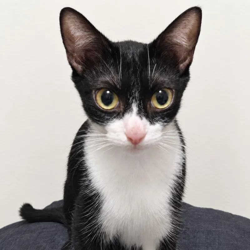 An adult medium-sized female Black Domestic Short Hair cat named Avril Lavigne for adoption in Austin, TX