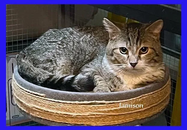 An adult medium-sized male Domestic Short Hair cat named Jamison for adoption in Hoover , AL