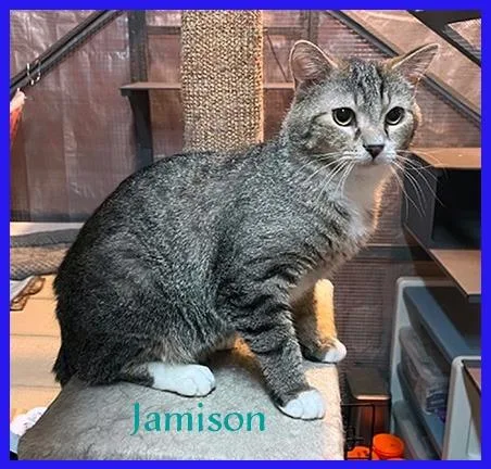 Jamison thumbnail 5