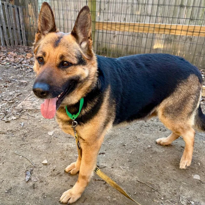 An adult large-sized female Black German Shepherd Dog dog named Ava for adoption in West Chester, PA
