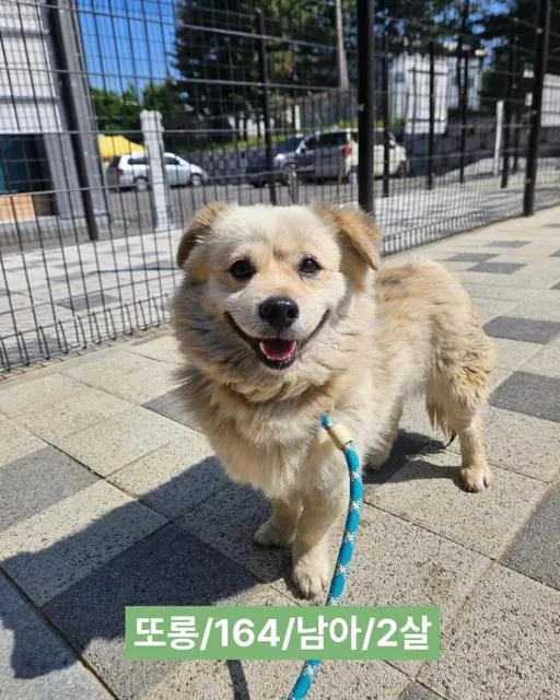 A young small-sized male Spitz dog named Dorong for adoption in Agoura Hills, CA