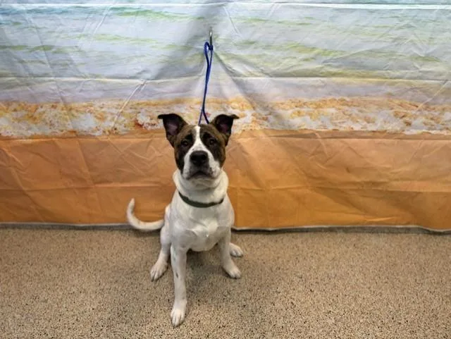 An adult extra large-sized male American Bulldog dog named Skipper for adoption in Miami, FL